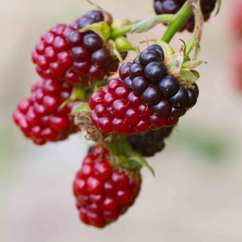 Combo 2 Boysenberry Plant 4 to 7 Inch Tall, Sweet Berry Bush Plants, Hardy Berry Fruit Plants Live for Planting Outdoor Garden, No Pot