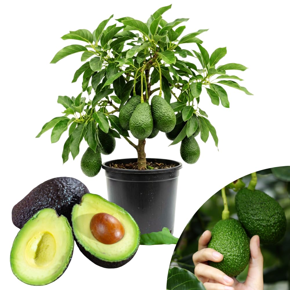 HASS Avocado Tree, Avocado Trees Live Plants in 3 Gallon Pot, Fruit Bearing Plant for Outdoor Garden, 1-2 Feet Tall, No CA