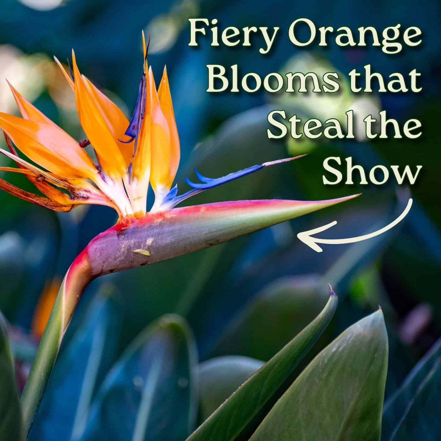 Tropical Plants of Florida Bird of Paradise Live Plant Orange Flower with Soil and Heat Pack - 3 Gallon 30 to 36 Inch Tall Indoor Outdoor Tropical Foliage Plant
