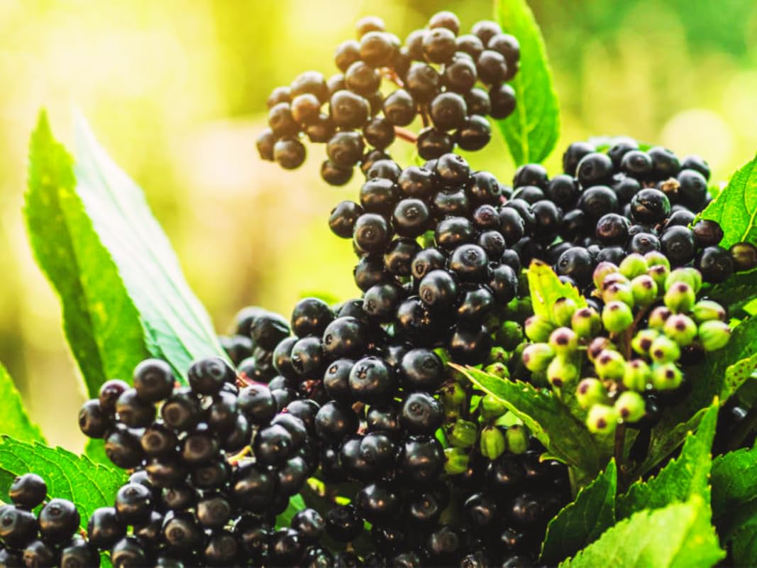 4 American Elderberry Tree Live Plant for Planting, Black Elderberry Bush Live Plants 6-12 Inc Height, Sambucus Canadensis Elderberry Plant Live, Sweet Elderberries Fruit Tree, Bareroots