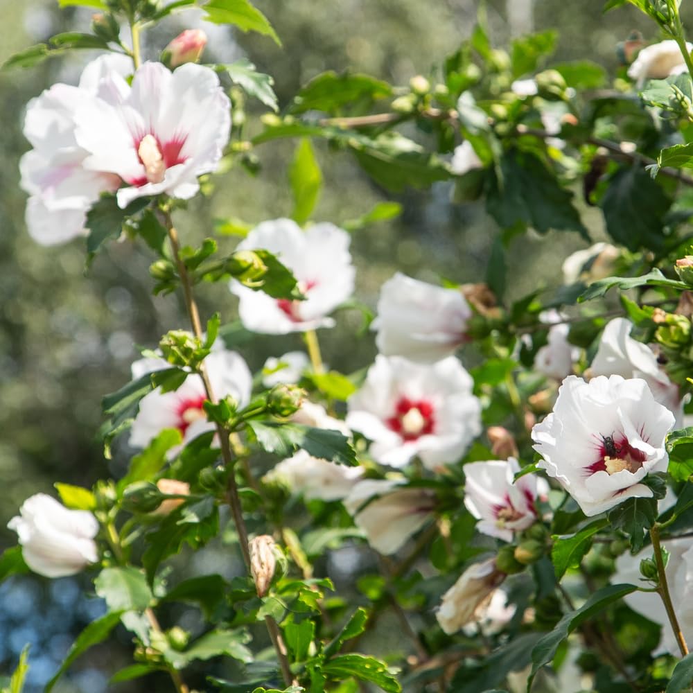 Rose of Sharon Plants Live, Full Rooted from 1.5 to 2.5 Feet Tall, Red White Althea Rose of Sharon Plant, Vibrant Flowers for Summer Color
