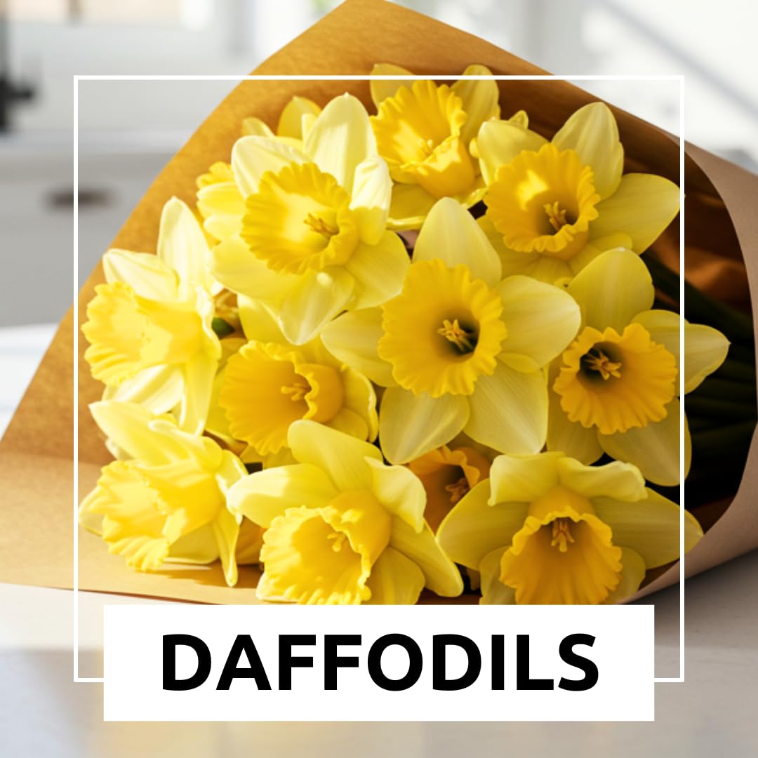 Large Flowering Mix Daffodil Bulbs for Planting, Stunning Perennial Flower Bulbs, Borders, Garden, Landscaping, Bulb Size 12/14 cm, Large Flowering Daffs (25 Bulbs)
