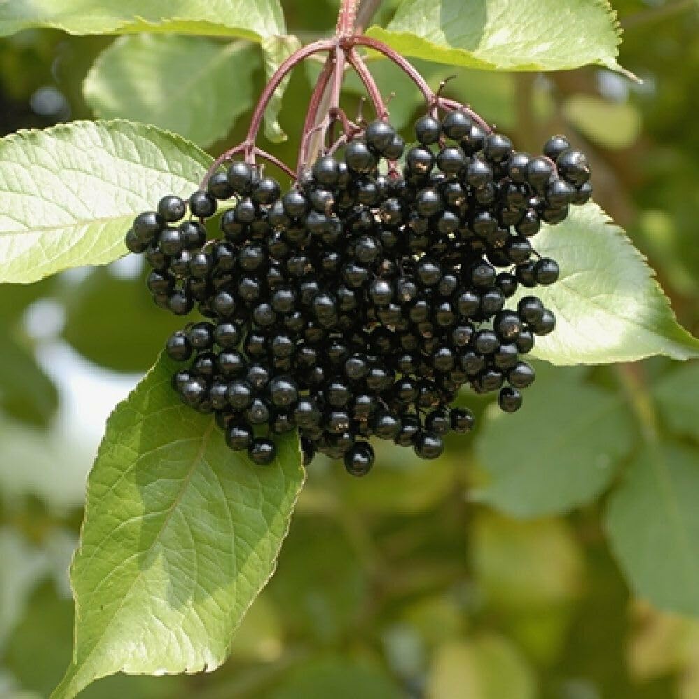 2 Black American Elderberry Bushes - 6-12 Inch Tall Live Plants - Perennial Berry Fruit Trees/Shrubs - Sambucus Canadensis - (2 Pack)