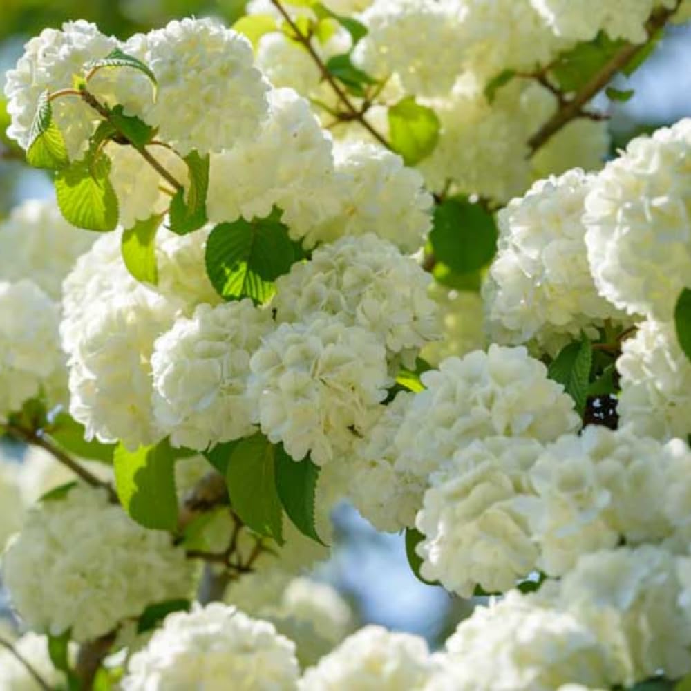Old Fashion Viburnum Plant Live for Planting, Snowball Viburnum Shrub Viburnum Bush in 4 Inch Pot, Viburnum Tree Ready to Grow