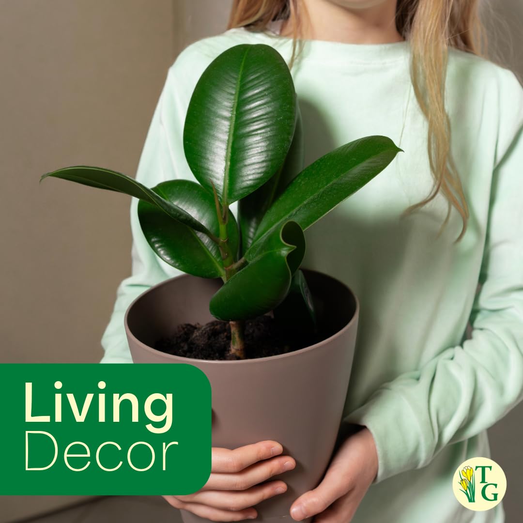 Thorsen's Greenhouse Ficus elastica, Live Indoor Plant, Rare Variety, Natural Air Purifier, Burgundy Rubber Plant, 4-Inch Diameter Pot (Copper)