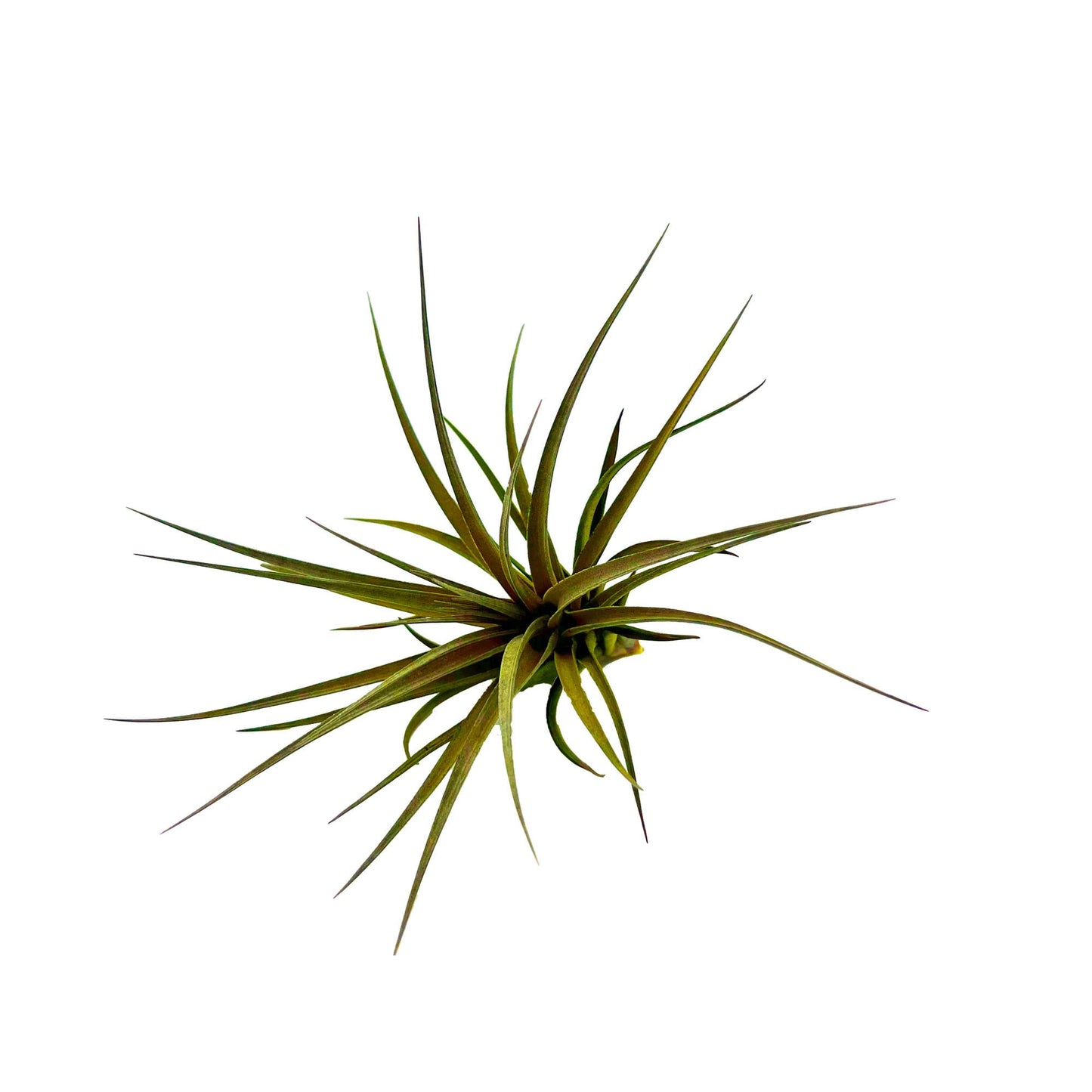 Air Plants - Flowering Tillandsia Stricta Large 5" - 1ct - Live Arrival Guaranteed - House Plants for Home Decor & Gift