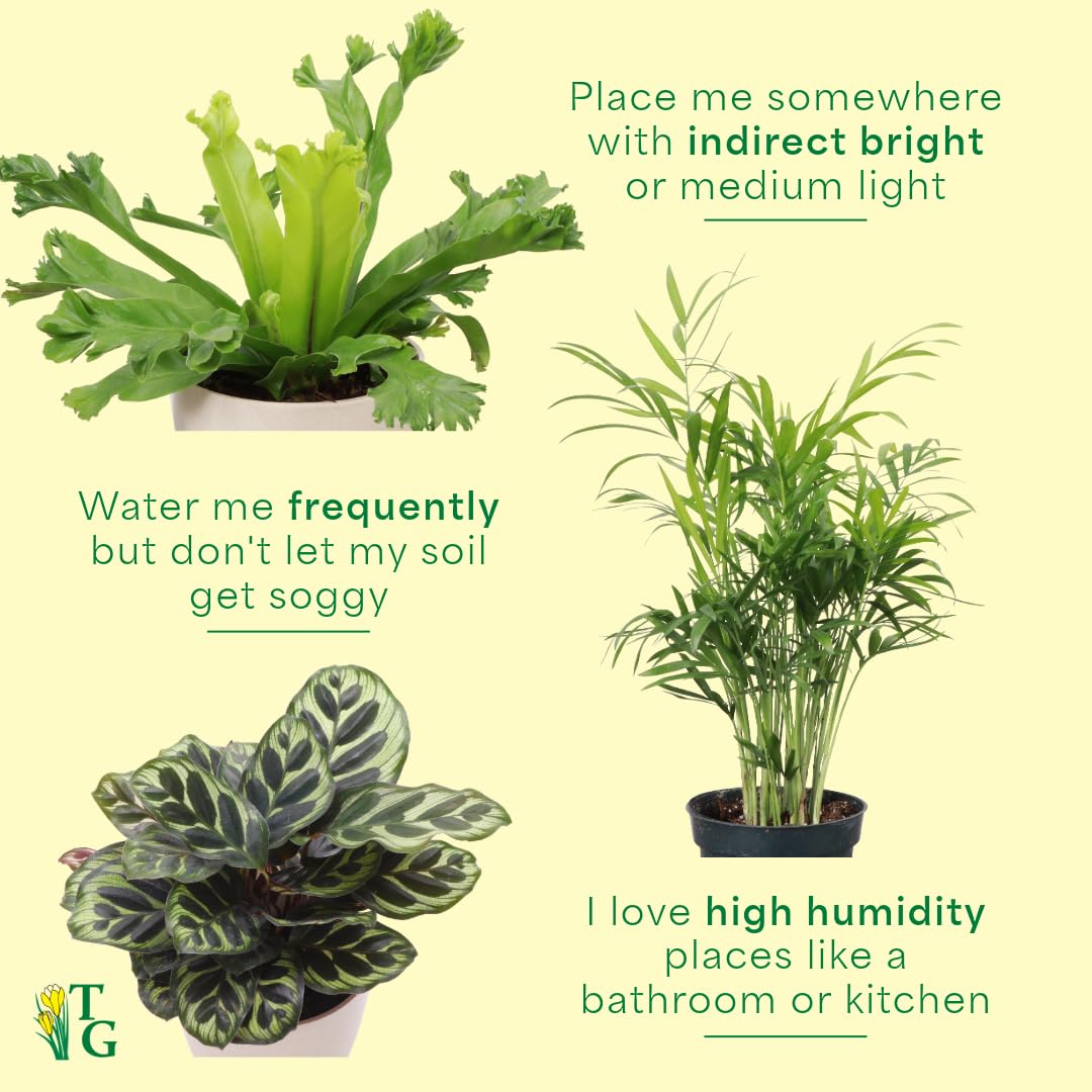 Thorsen's Greenhouse Live Pet Friendly Indoor Houseplants, Live Plants, Safe for Pets, 4" Diameter Pot, 3-Pack (White)