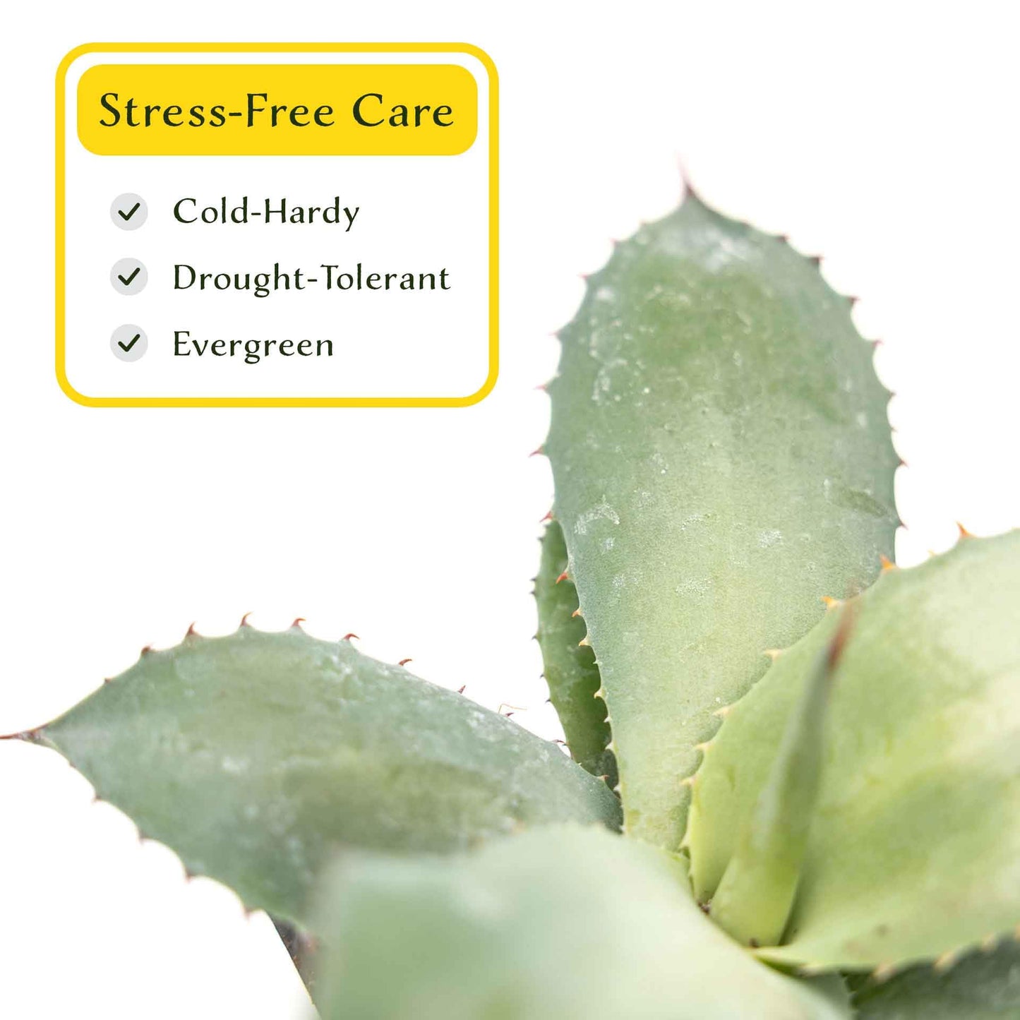 2 Artichoke Agave Succulents (Agave parryi VAR. truncata) | Live Evergreen Plant with Blue-Gray Rosette Form | Drought-Tolerant & Cold-Hardy for Landscaping, Rock Gardens & Containers in 3.5" Cubes
