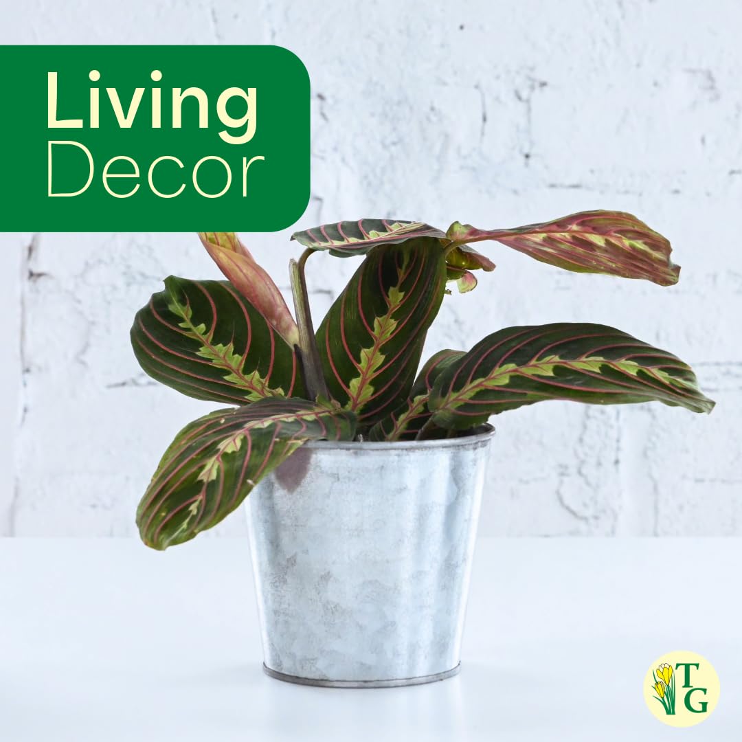 Thorsen's Greenhouse Red Prayer Plant, Live Indoor Plant, Pet Friendly, Popular Houseplant, Red Maranta, Easy to Grow, 4" Diameter Pot (Nursery Pot)