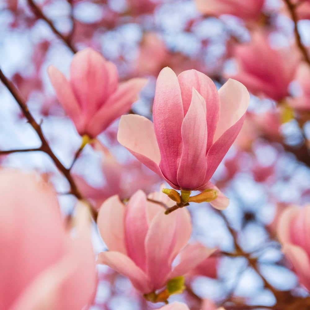Magnolia Tree Live, Cold Hardy Jane Magnolia Live Plant, Vibrant Pink Flowering Tree for Outdoor Landscaping, 3 Gallon Pot, 2 to 3 Feet Tall, No Ship to CA
