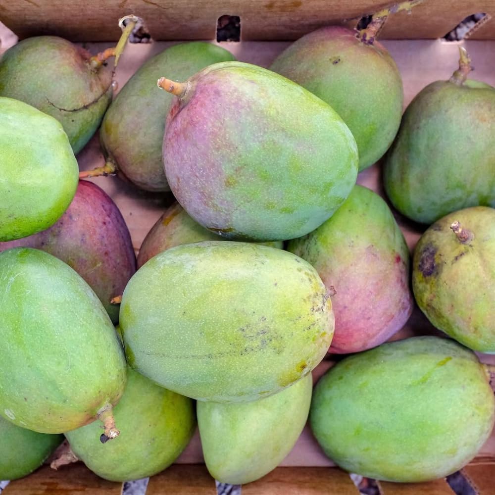Ice Cream Mango Plant, Mango Trees Live Plants, Tropical Fruit Tree for Outdoor Planting 2-3 Feet Tall in 3 Gallon