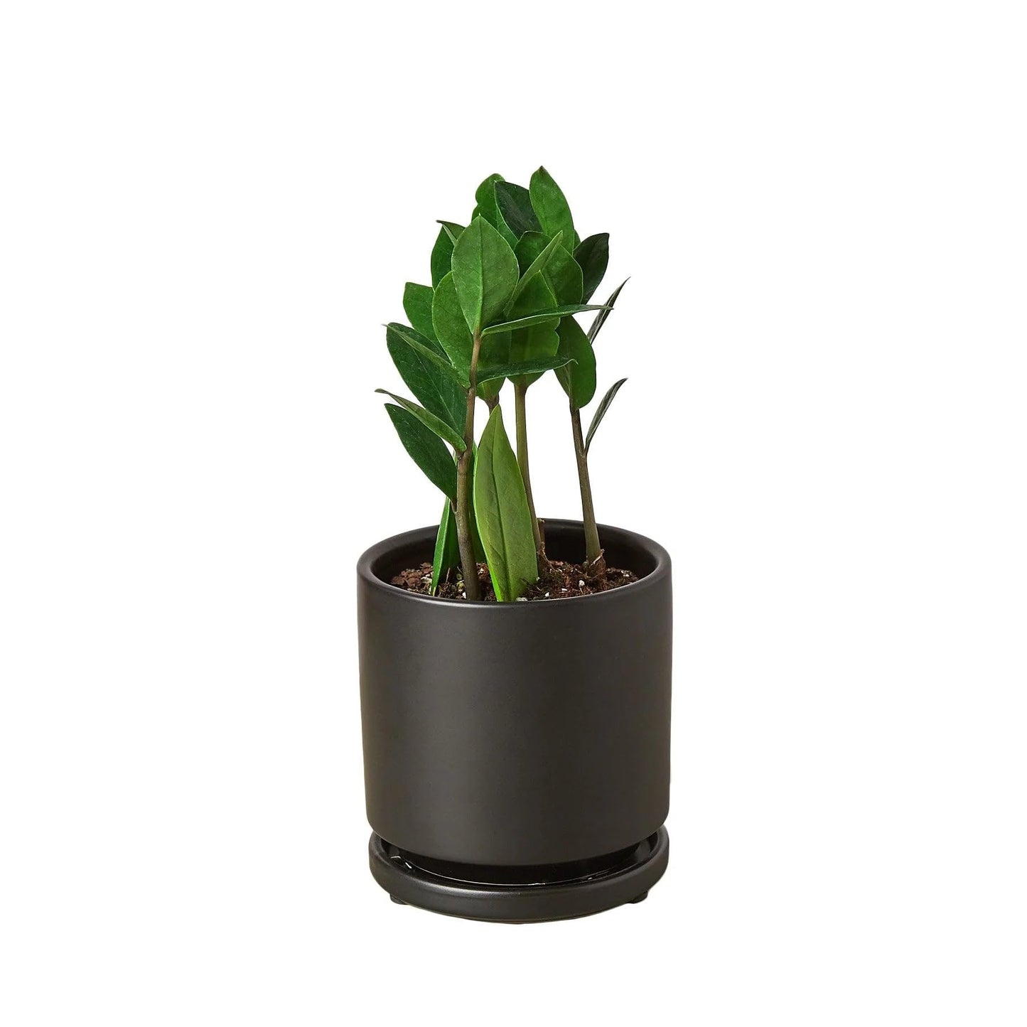 6 Pack Zamioculcas Zamiifolia ZZ in 4in Pot - Live Plants Tropical Houseplants | Variegated | USA Growers | The Snobby Leaf