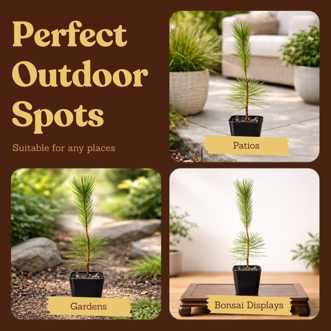 My Shelfie - Japanese Black Pine Bonsai Tree, Tall Bonsai Tree Live, Live Plants for Outdoor or Indoor Garden, 2-Inch Pot