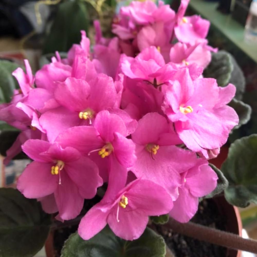 African Violets Live Plants, African Violet Plant Live House Plants, 4 Inc Potted, 4 to 6 Inc Long (Pink)