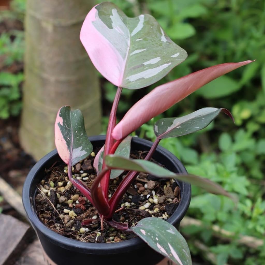 Philodendron Pink Princess Plants | Pink Princess Plant Live Houseplant in 4” Inch Pot | Easy-Care Indoor Plant for Shelves, Desks & Modern Spaces