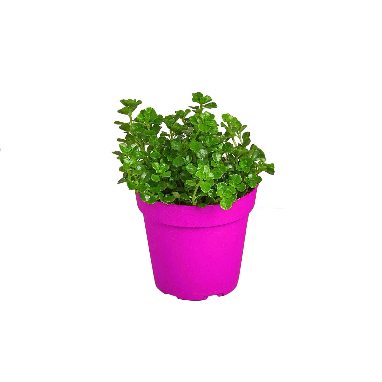 Nettle 'Baby's Tear' - in 4in Pot - Live Plants Tropical Houseplants | Variegated | USA Growers | The Snobby Leaf