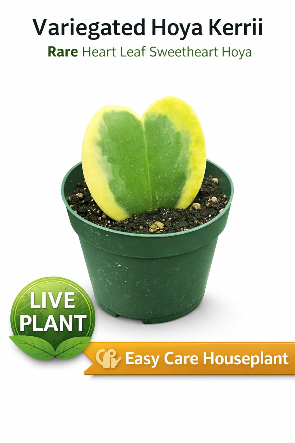 Hoya Kerrii Variegata Live Plant – Rare Variegated Sweetheart Hoya with Heart-Shaped Leaves, Easy Care Indoor Houseplant, Collector Tropical Plant