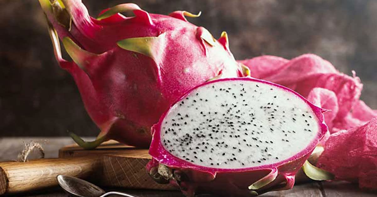 Dragon Fruit Plant Live Pitaya Pitahaya Vietnamese Outdoors 1 Plant Rooted