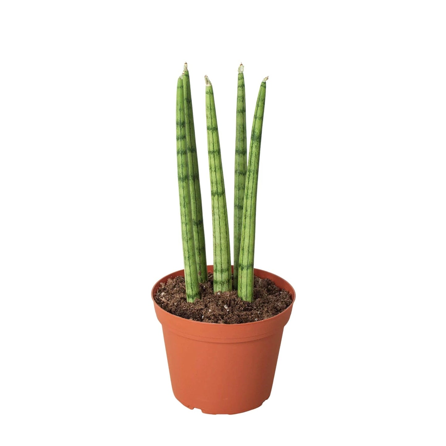 Snake Plant Cylindrica in 4in Pot - Live Plants Tropical Houseplants | Variegated | USA Growers | The Snobby Leaf
