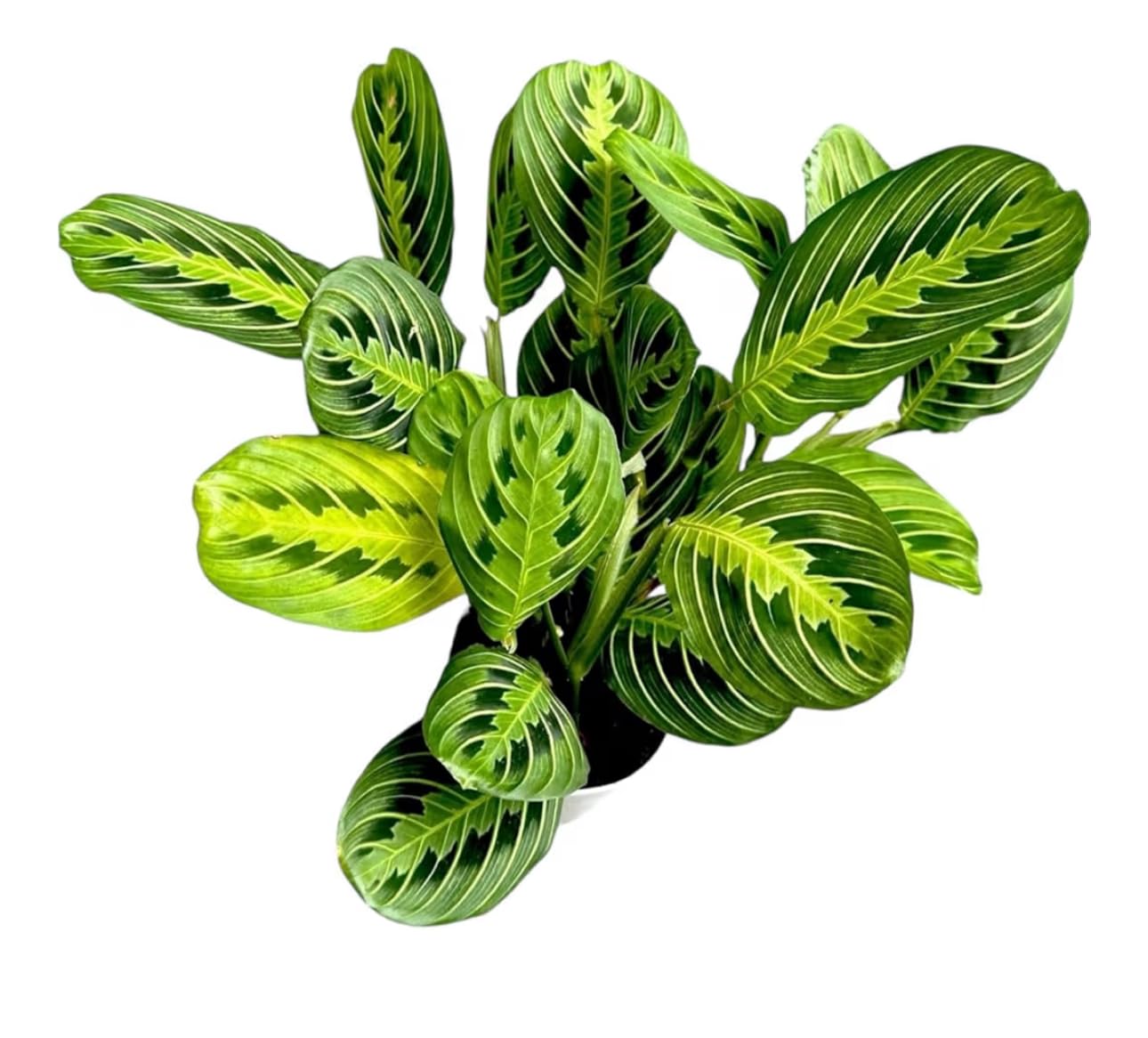 Live Plant, Lemon Lime Maranta Prayer Plant, Pet Friendly, Air Purifying, Easy Care, 12-16 inch Tall, Easy to Grow Rare Indoor Plant, Houseplant, 4 inch Pot by Hopewind Plants Shop