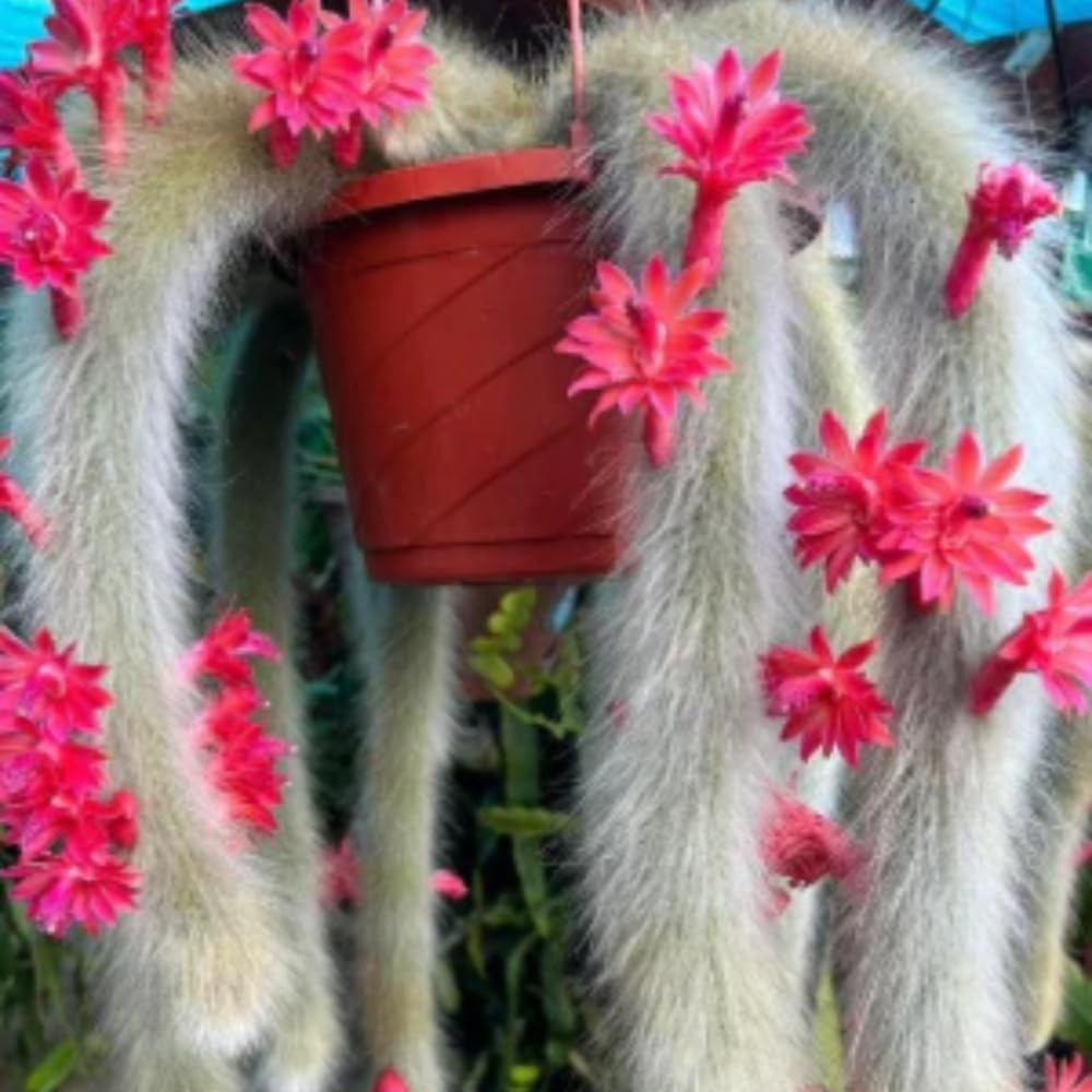 Trailing Monkey Tail Cactus Plant Live, 6 to 8 Inches Tall, Live Succulents Plant for Planting Indoor Oudoor