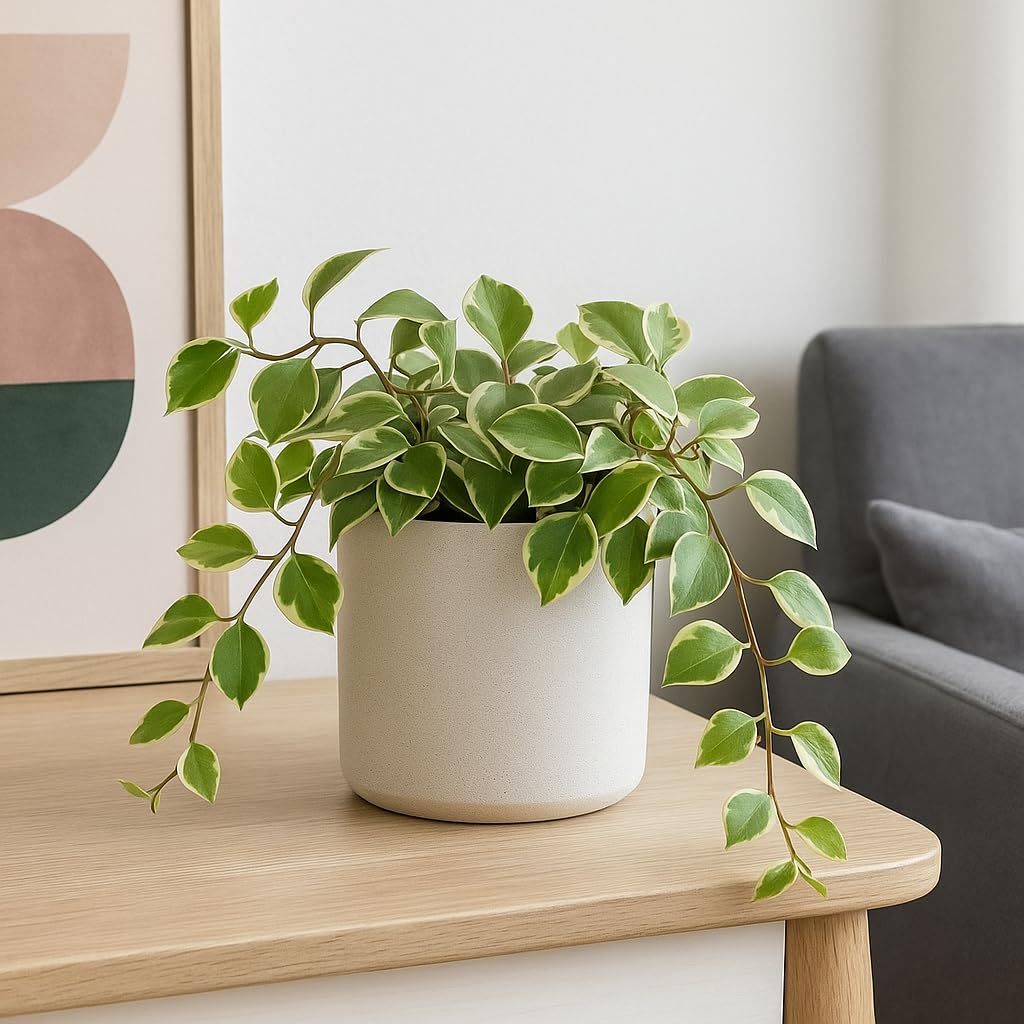 Cupid Peperomia (Peperomia scandens 'variegata) – Live Plant in 2 Inch Pot - Compact, Easy-Care Houseplant with Trailing Charm