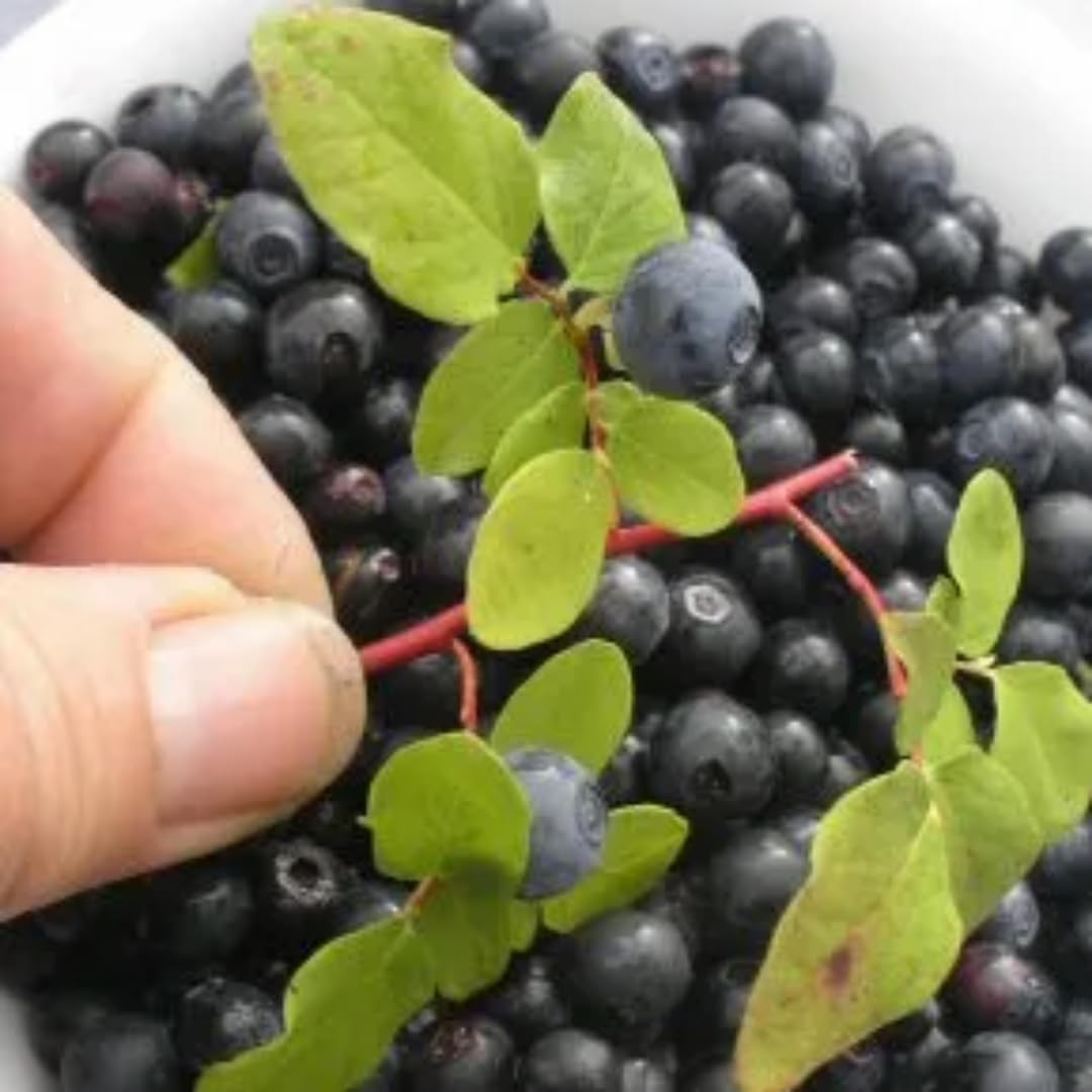 Sets 2 Black Huckleberry Bushes Tree Live Plant in 3" Pot, from 4-6 Inches Tall, Sweet Huckleberries Well Rooted, Dormant, Blueberry Like Shrubs