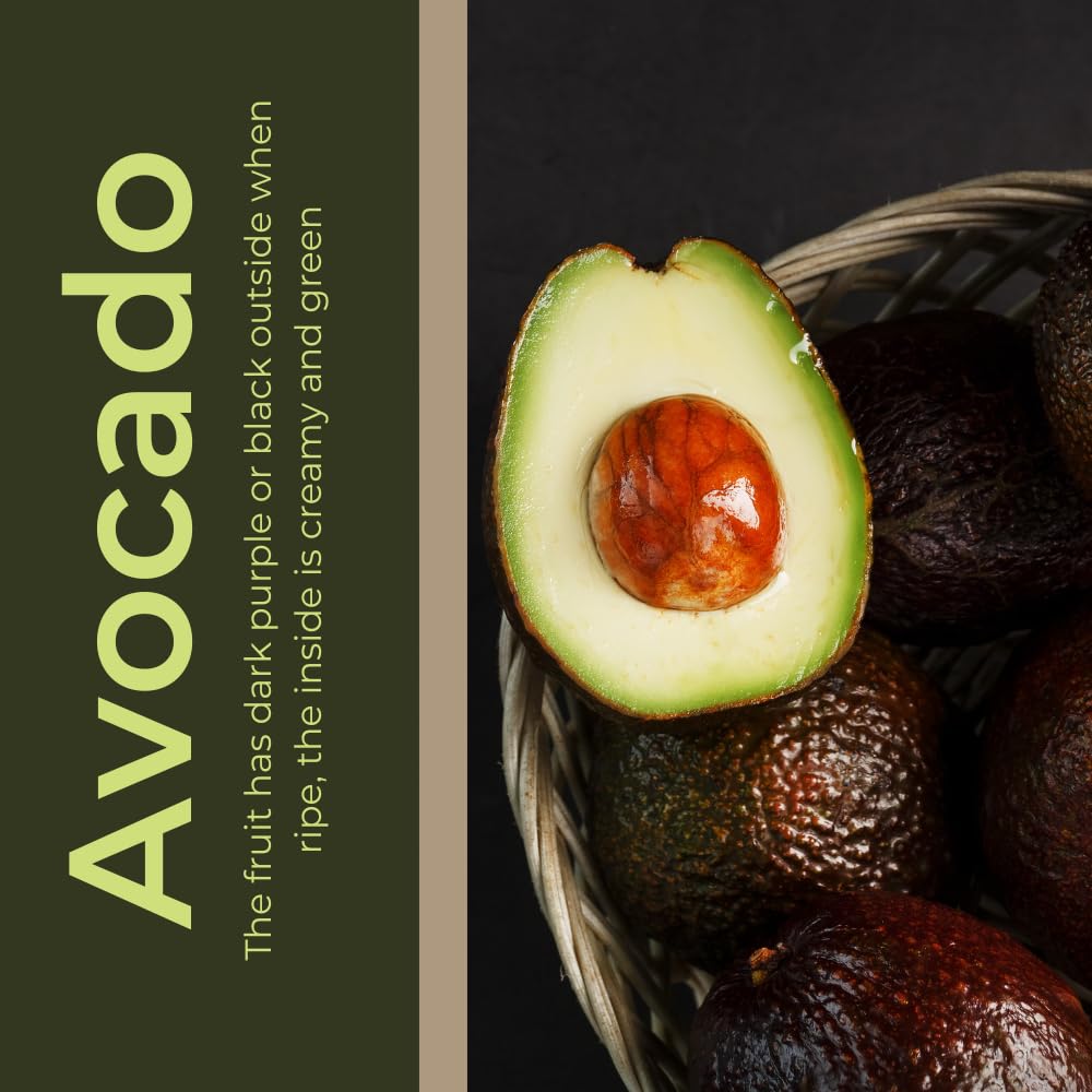 Live HASS Avocado Tree, Avocado Seedlings from 1 to 2 Feet Height, 3 Gal Pot for Edible Gardening, No Shipping to CA