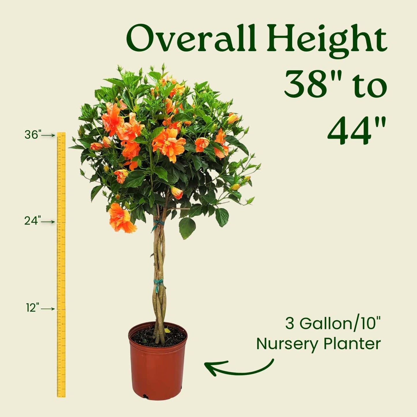 Braided Live Hibiscus Tree - Double Peach Flower - Tropical Plants of Florida - Overall Height 38" to 44" (Plant Only)