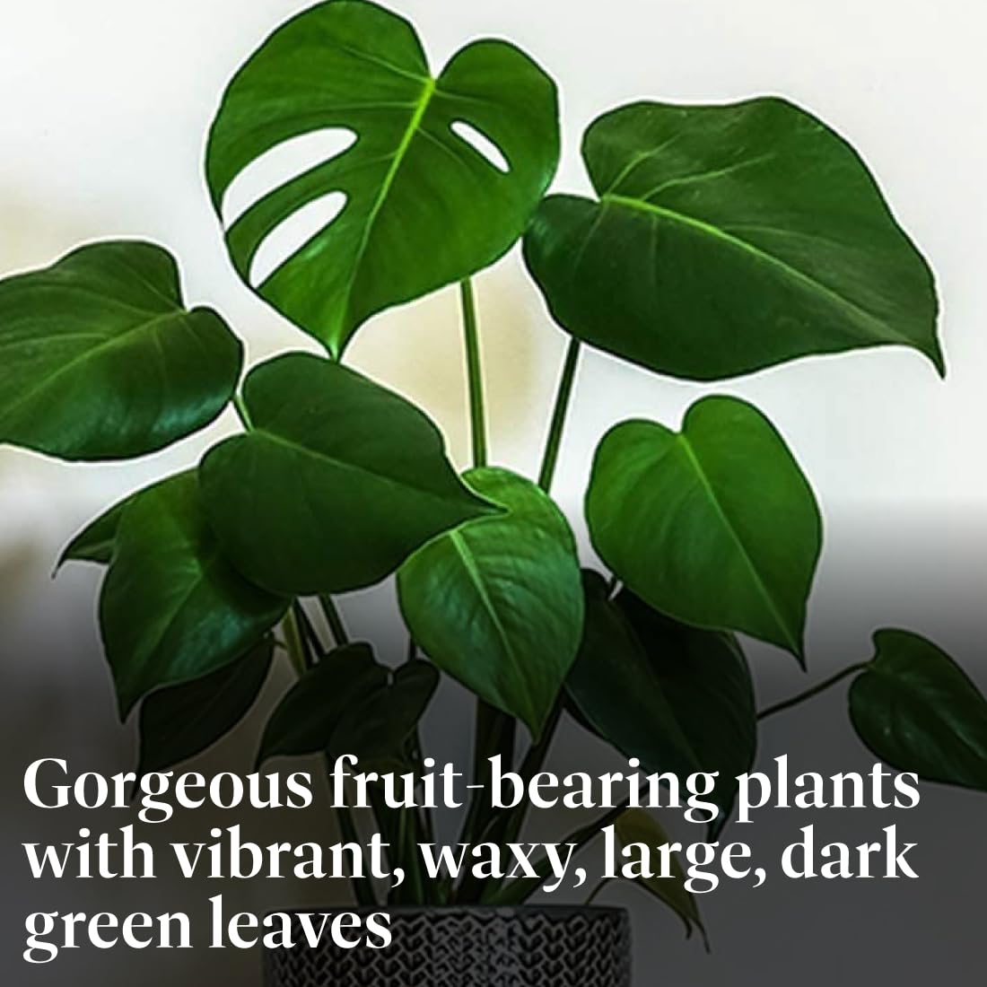 American Plant Exchange Monstera Deliciosa - Live 6-Inch Pot, Easy-Care Split Leaf Vine, Low-Maintenance Air Purifying Houseplant for Home, Office & Garden Décor
