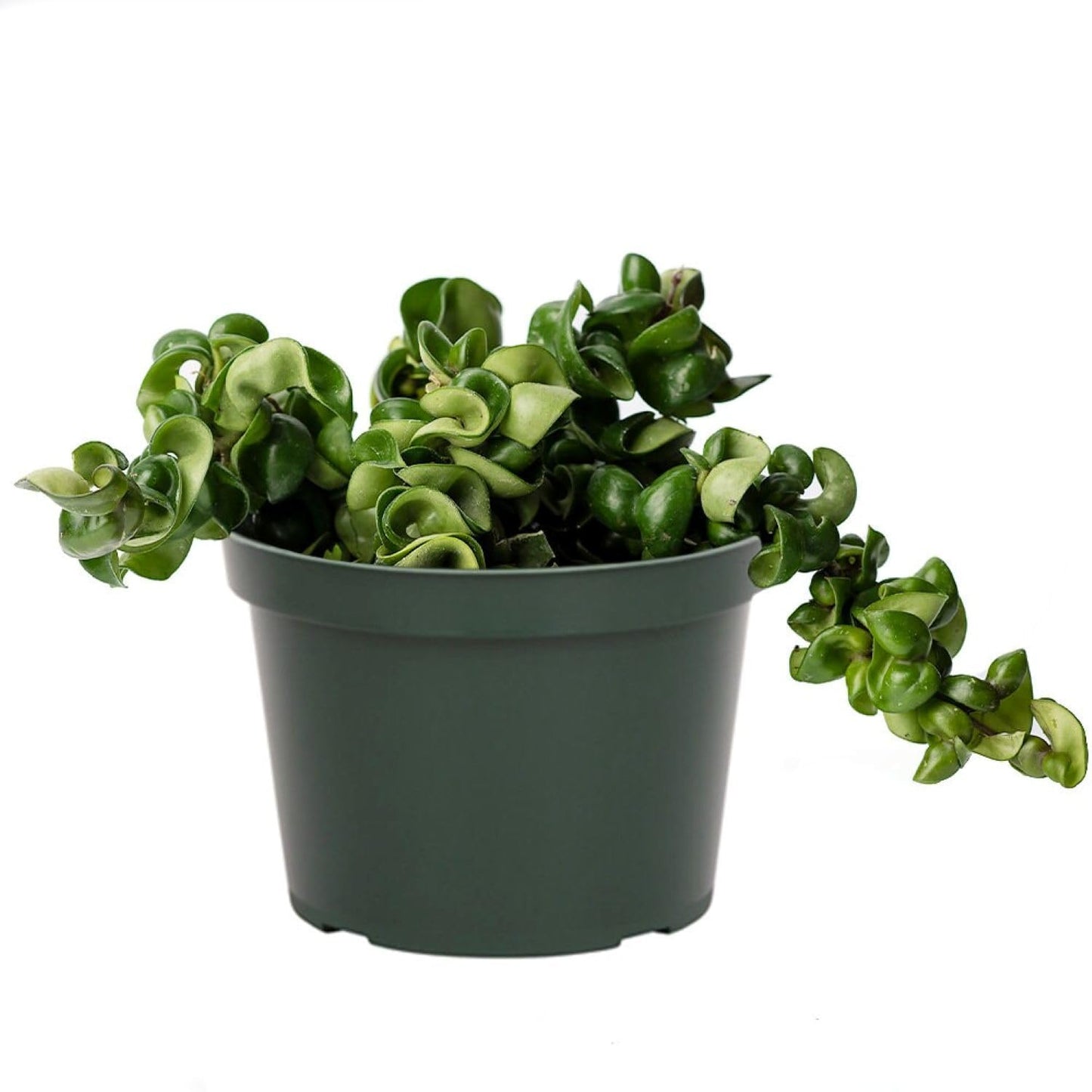 American Plant Exchange Hoya Compacta Hindu Rope, 6-Inch Pot, Live Flowering Wax Plant, Exotic Indoor Houseplant