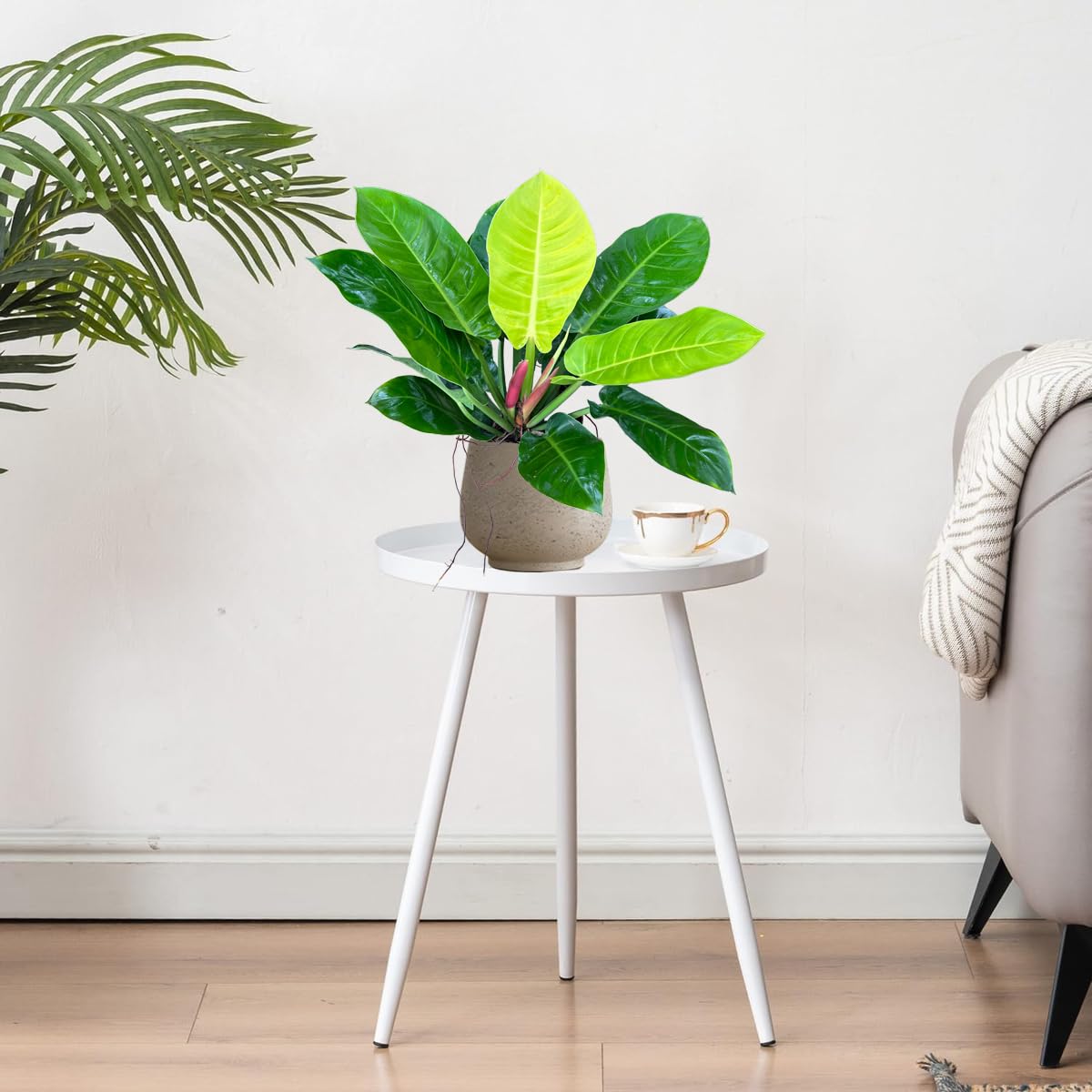 LEAL PLANTS ECUADOR Philodendron Moonlight, Neon Foliage & Easy-Care Nature, Tropical Houseplant, Natural Air Purifier, Perfect for Home Decor, Unique Gift for Plant Lovers