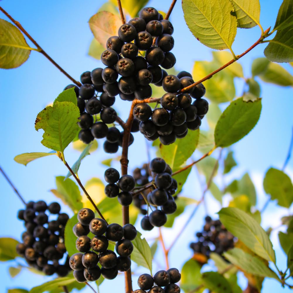 Black Chokeberry Tree, Hardy Aronia Fruit Tree 1.5-2 Feet Tall, Edible Berries, Landscaping and Garden Planting, Winter Dormant