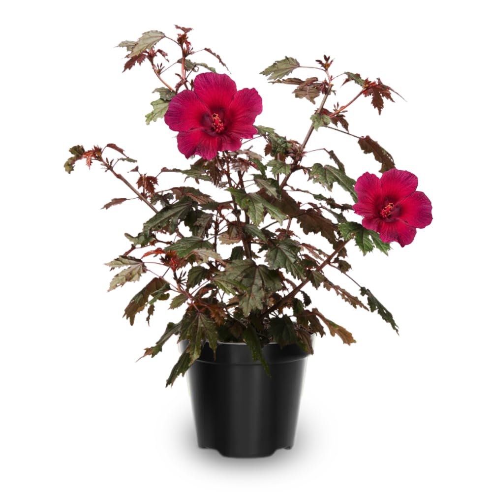 2 Hardy Hibiscus Plants Live, Cranberry Hibiscus Flowers Plants, 4 to 7 Inches in Height