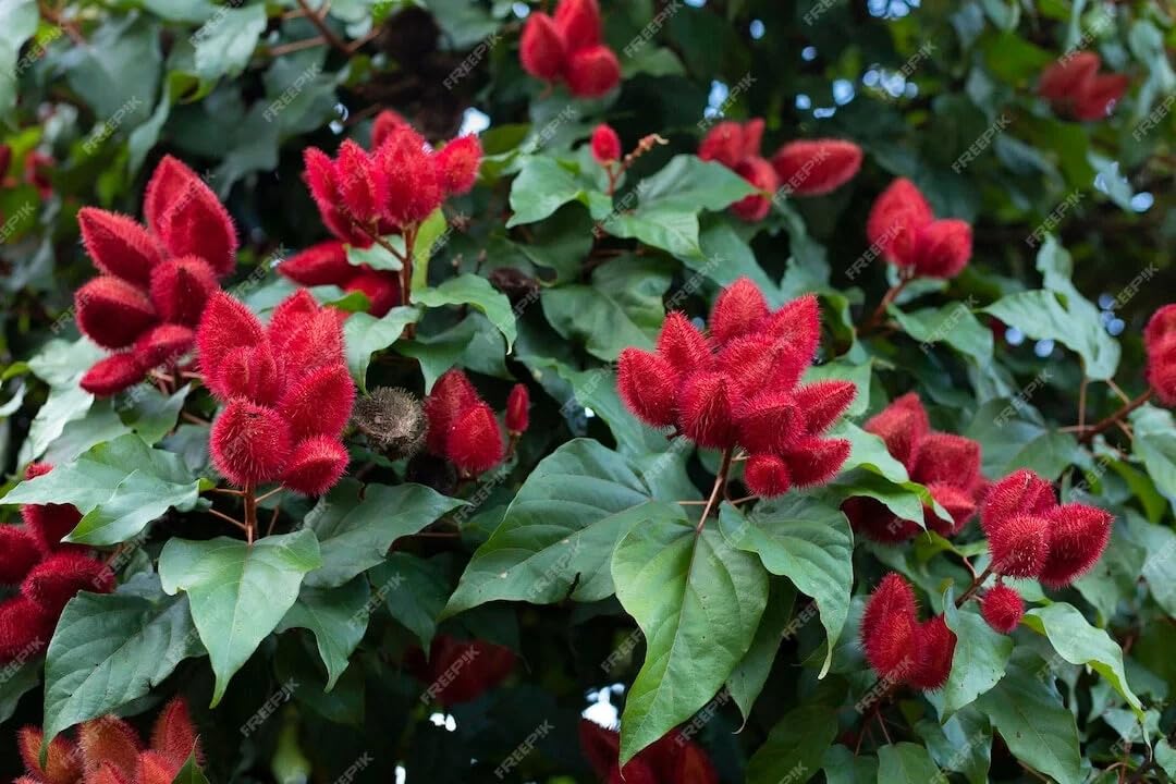 Live Plant - Achiotte Annato Live Tree 1-2Ft