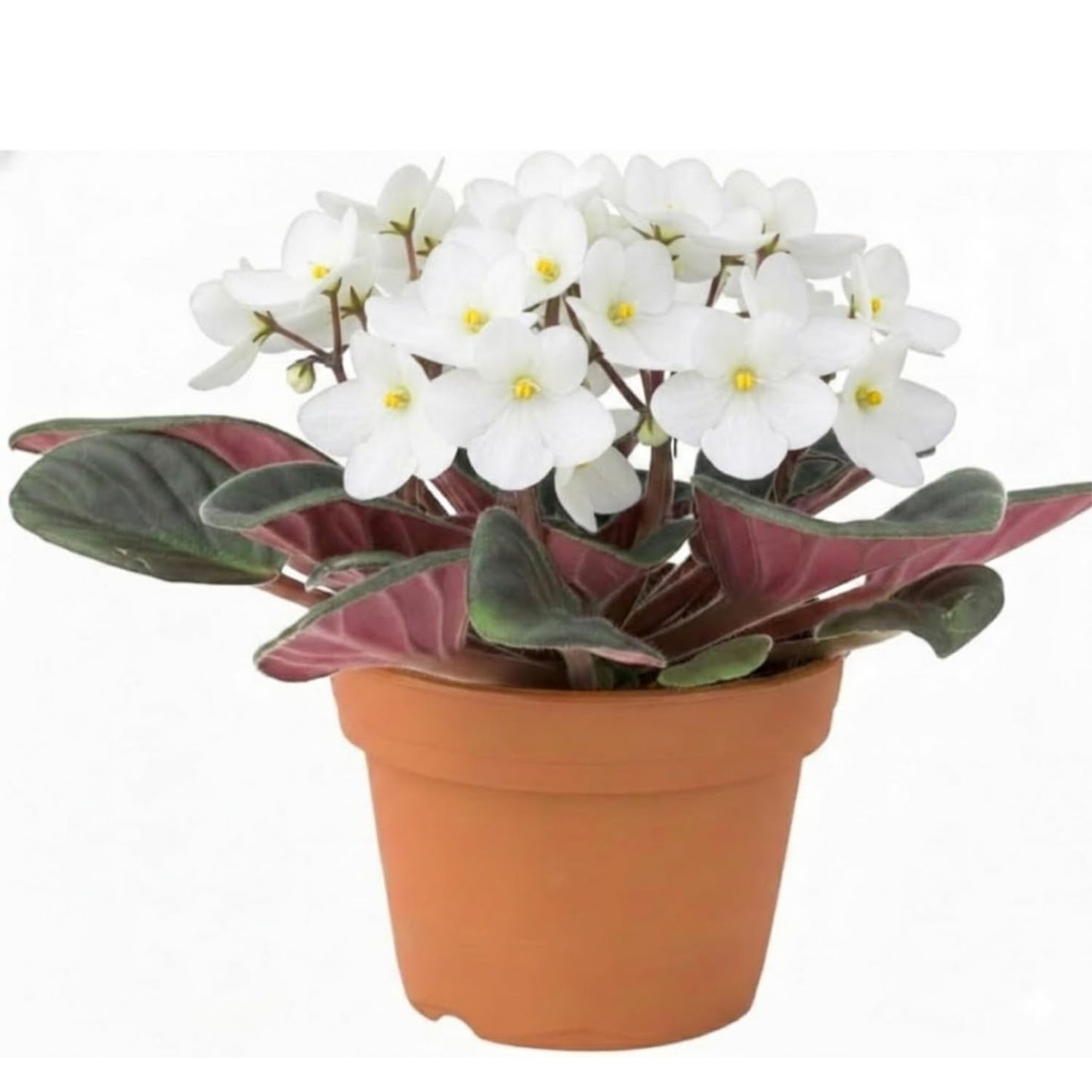 White African Violet Plant, Perennial African Violet Live Plants in 4 Inch Pot, Violets Live Plants Houseplant for Indoor Garden