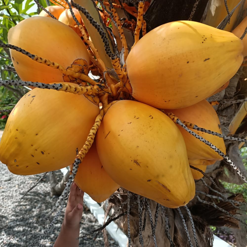 Yellow Coconut Tree Live Plants, Live Sprouted Coconut for Edible Gardening, Sweet Tropical Fruit Tree for Zones 10-11, 6-8 Inch Tall