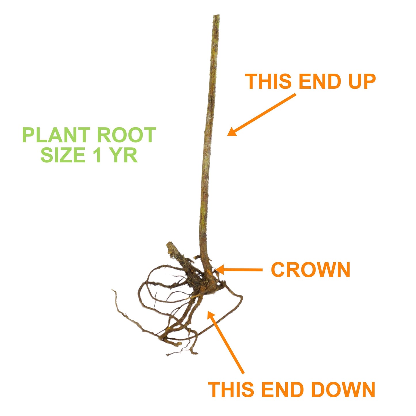 Garden State Bulb Chicago Hardy Fig Tree Bare Roots, Non-GMO (Bag of 2)