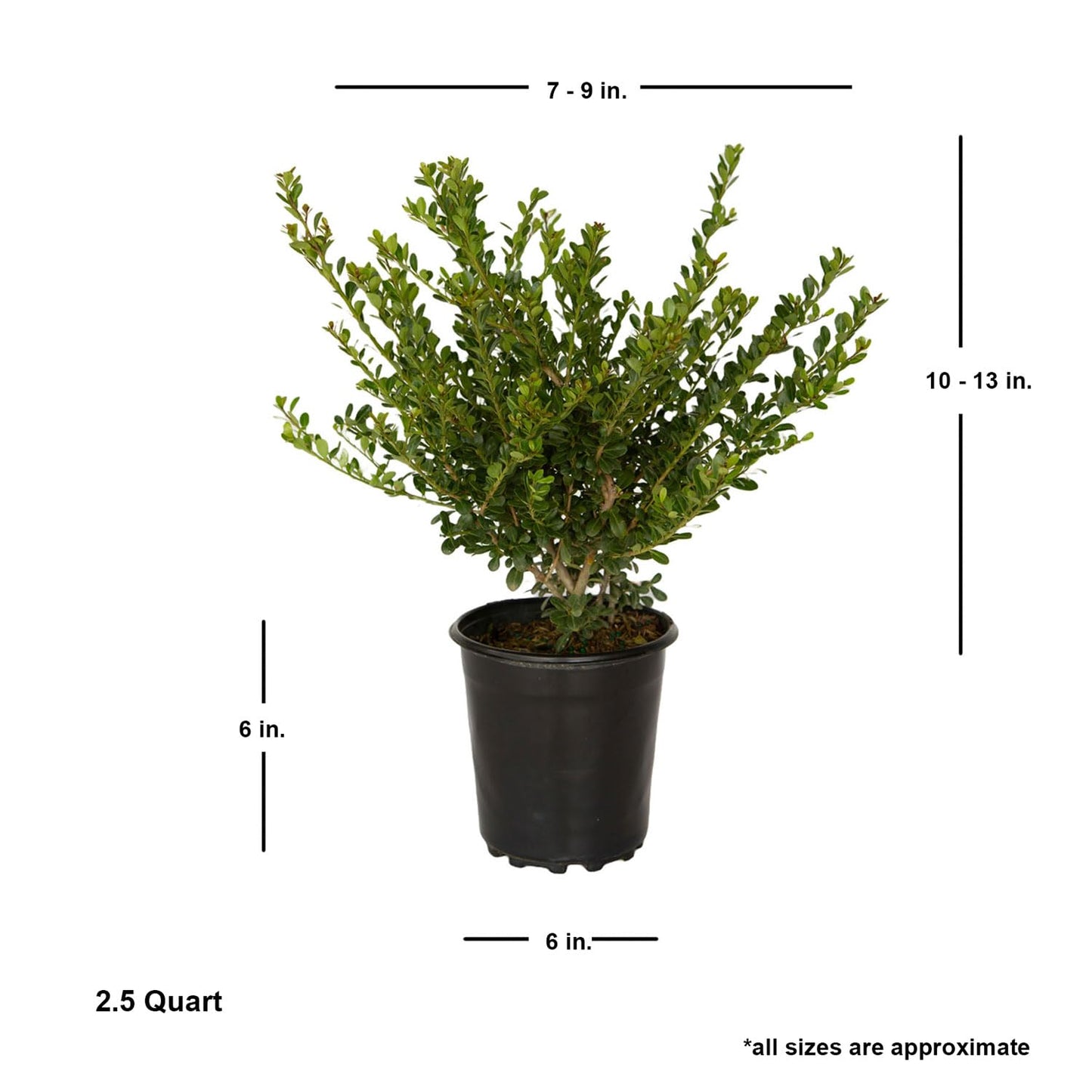 Japanese Holly Ilex Compacta (2.5 Quart) - Low-Maintenance Evergreen Shrub - Live Plant in Pot - Dense Green Foliage