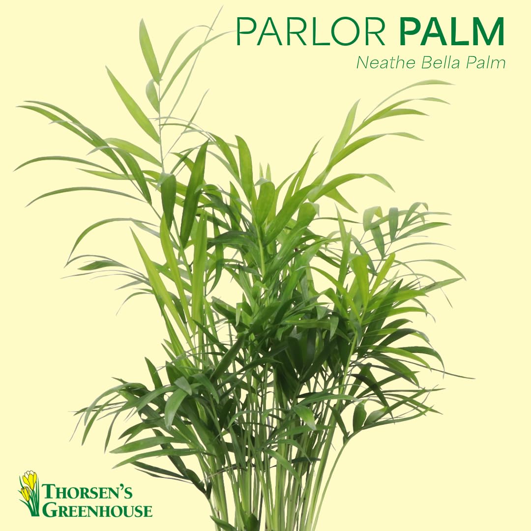 Thorsen's Greenhouse Parlor Palm Plant, Live Indoor Plant, Neanthe Bella Palm, Natural Air Purifier, Easy to Grow, Pet Safe Plant, 4-inch Diameter Pot (Natural)