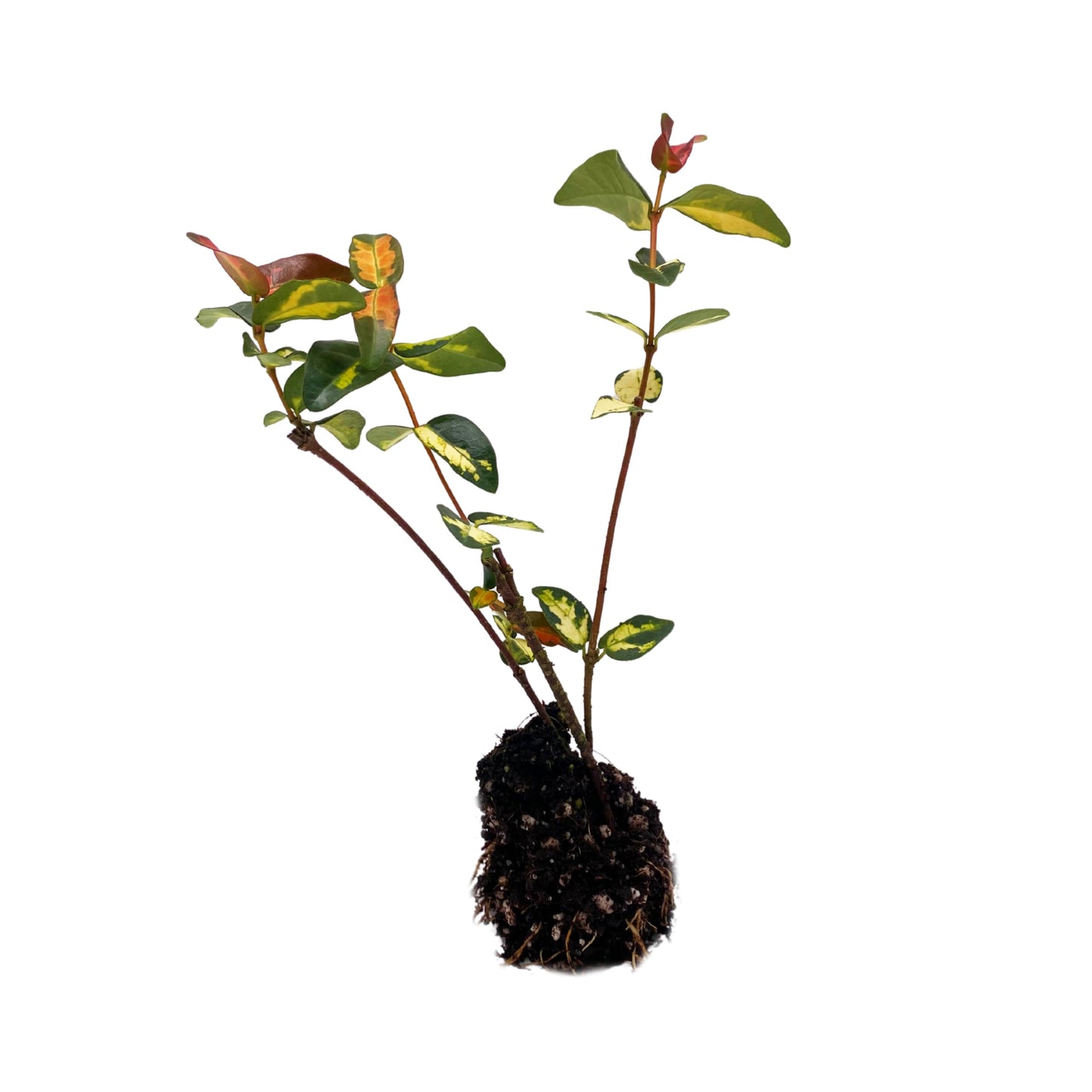 ragnaroc Jasmine Summer 2-6" (Jasminum officinale) 4ct - Live Plant for Indoor Outdoor Use, Garden & Landscaping - Live Arrival Guaranteed