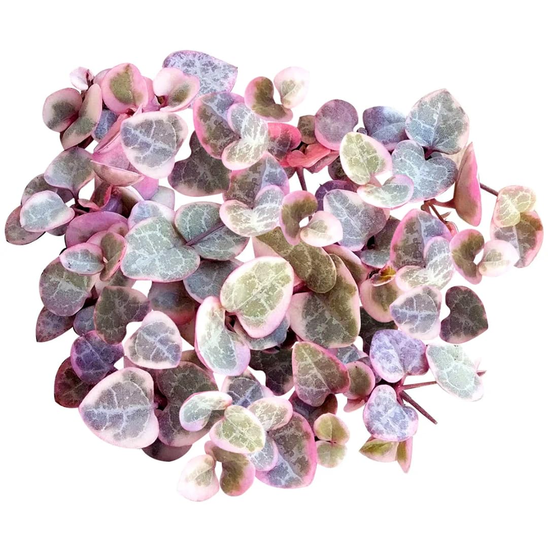 Variegated String of Hearts Live Plant in 2" Pot, Trailing Houseplant Indoor Outdoor, Fast-Growing, Indoor Hanging Succulent