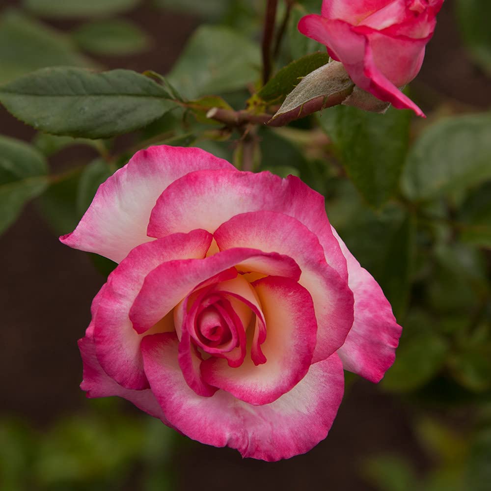 Heirloom Climbing Roses, Live Own Root Plant for Outdoor Garden, Handel, Very Fragrant, Hardiness Zones 5-10, Continual Blooming