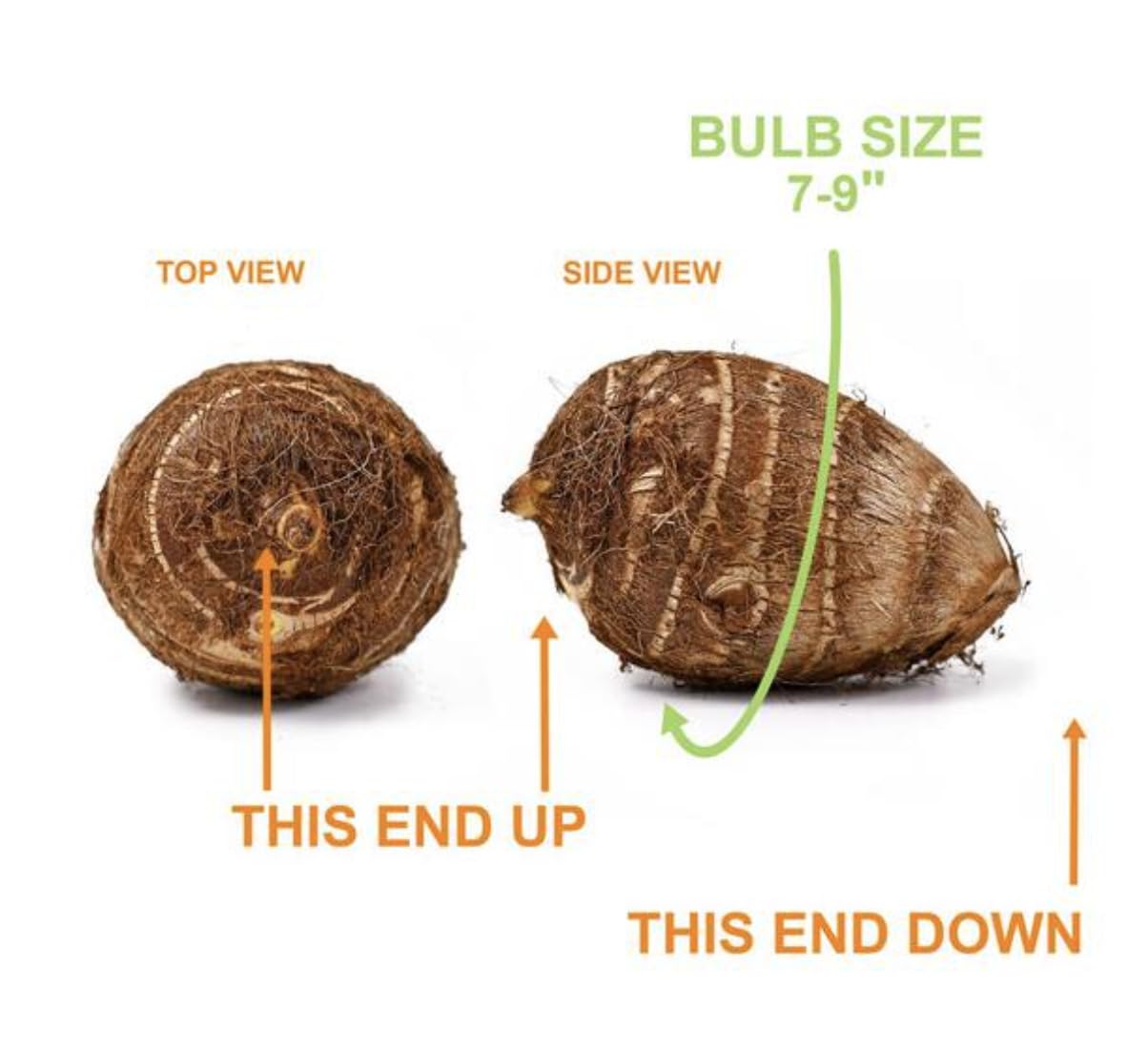 20 Green Elephant Ear Taro Bulbs - cocoyam, dasheen, eddo, Egyptian Ginger, IMO, kalo, colocasia antiquorum, IMO, Dalo, Taro