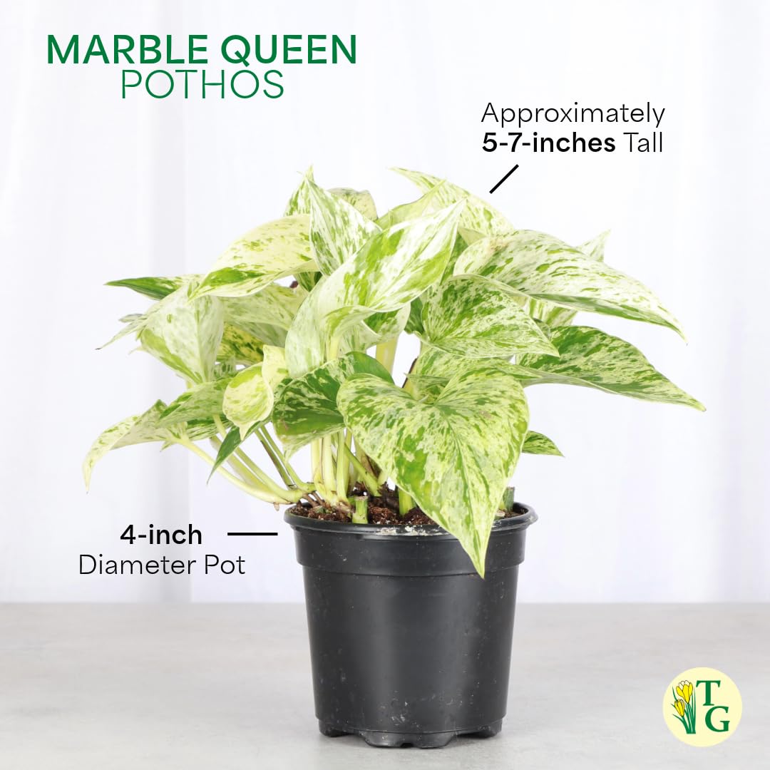 Thorsen's Greenhouse Marble Queen Pothos, Live Indoor Plant, Easy to Grow, Rare Variegated Houseplant, Natural Air Purifier, 4-inch Diameter Pot (White)