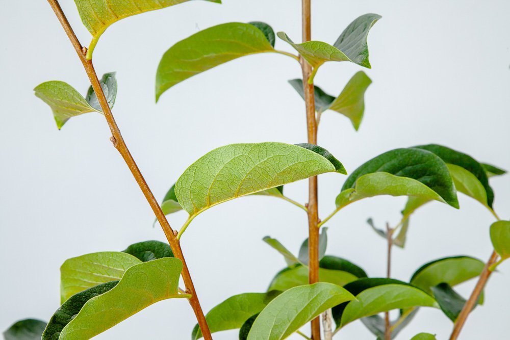 Perfect Plants Fuyu Asian Persimmon Tree Live Plant, Produces Fruit, 3-4 ft, Self-Pollinating