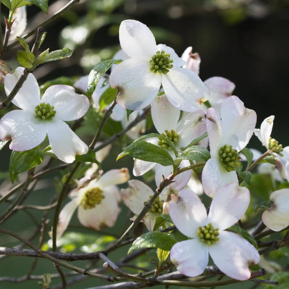 White Dogwood Tree Live Plant, 8-14 Inc Height, in Quart Pot, Flowering Ornamental Tree for Planting Home Garden