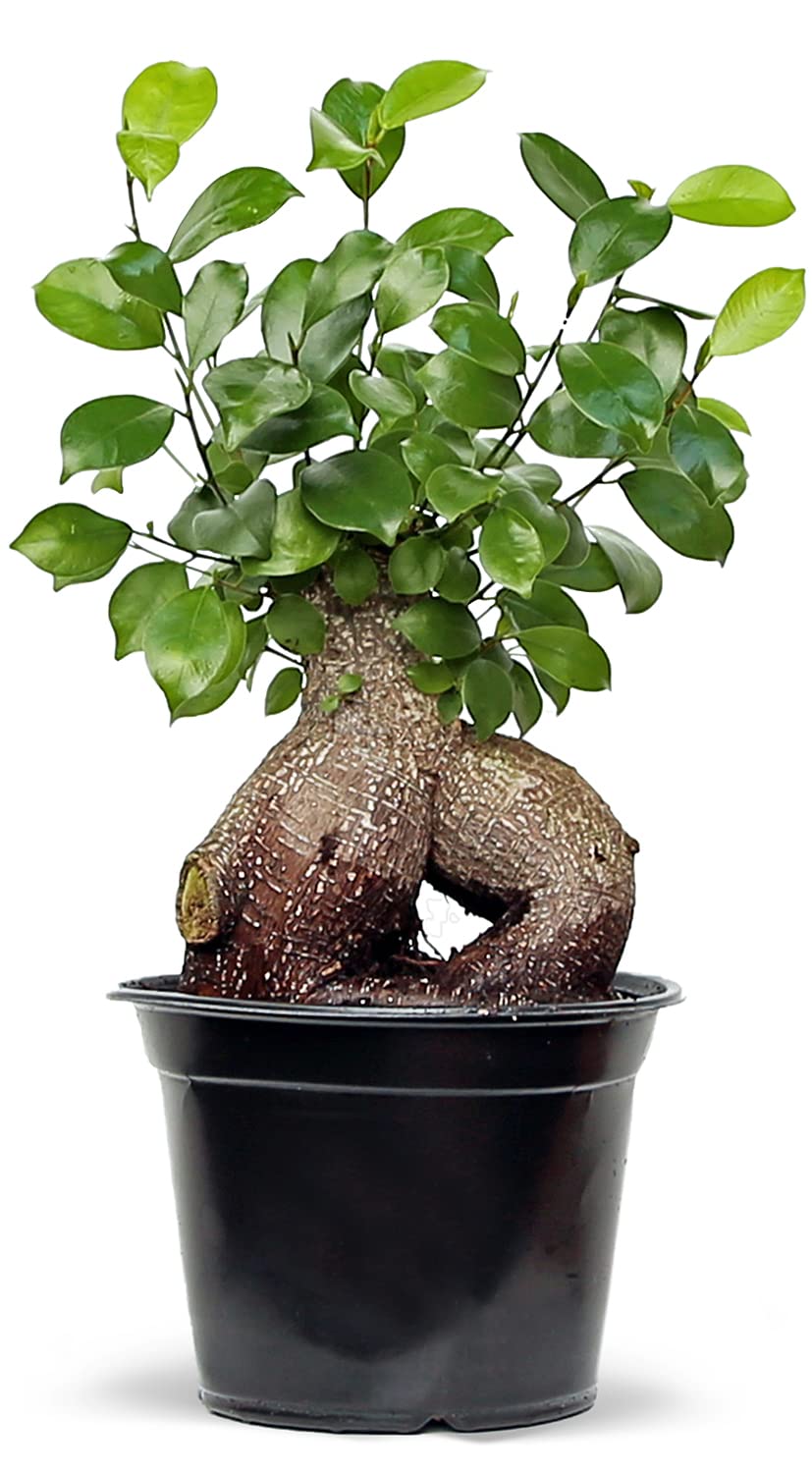 Live Ginseng Ficus, Ficus Retusa, Taiwan Ficus, Banyan Fig, Bonsai Houseplant, Birthday Gift, Housewarming Gift for The Home, Plant Lover Gift, Live Potted Houseplant in 6" Pot