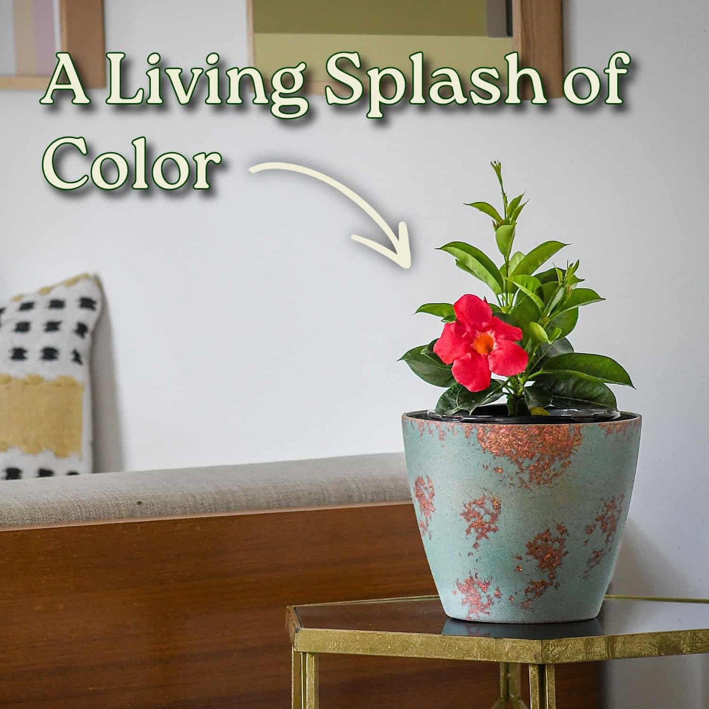 Coral Dipladenia Bush - 14 inch Overall Height, 1 Gallon - Live Flower Plant - Tropical Plants of Florida