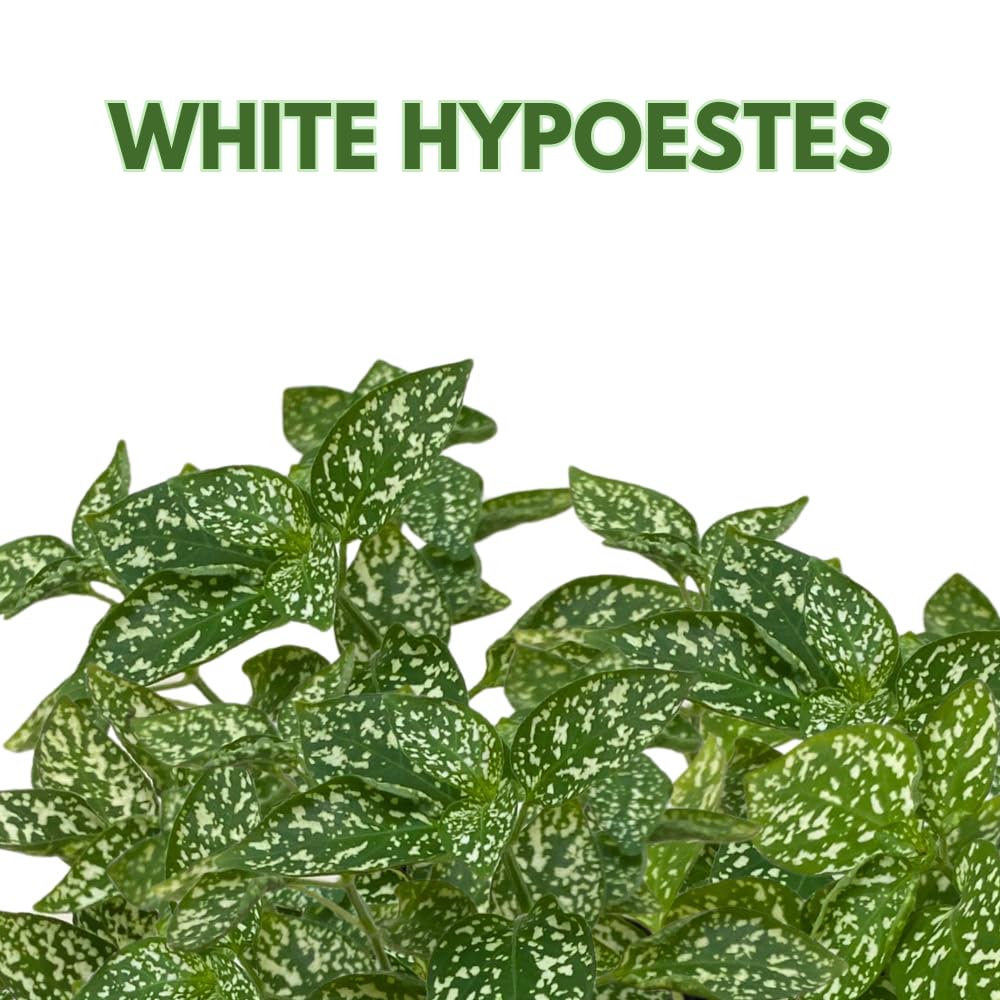 BubbleBlooms White Hypoestes Phyllostachya in a 4 inch Pot Polka Dot Flamingo Plant